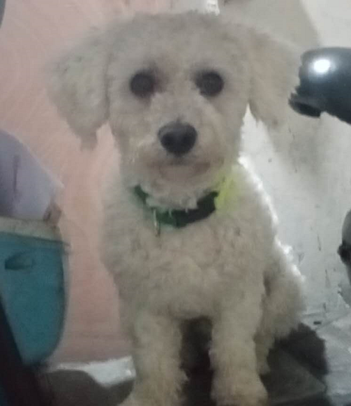 上海寻狗启示：白色比熊犬汤圆走失，请帮忙寻找