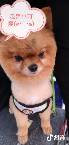 开封鼓楼区寻狗启事：博美犬小白走失，重金求回