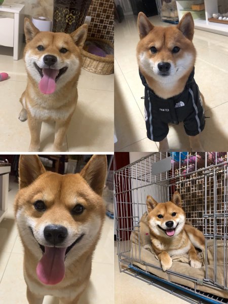 兰州寻狗启事：万达金雁花园附近寻找名叫皮蛋的柴犬