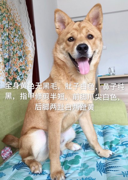 重酬5000元！寻田园犬BOBO走失，求助广州好心人