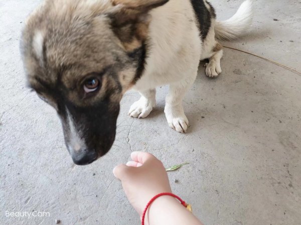淮北寻狗启事：家中走失的小白急寻