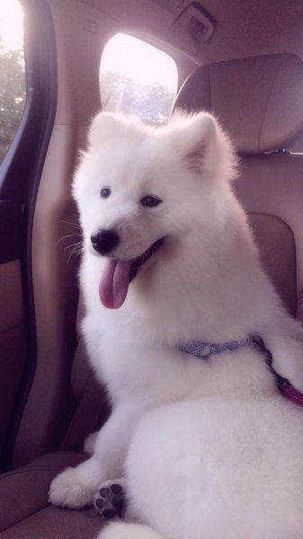 萨摩耶爱犬走失 宋庄小堡西街29号 寻狗启事