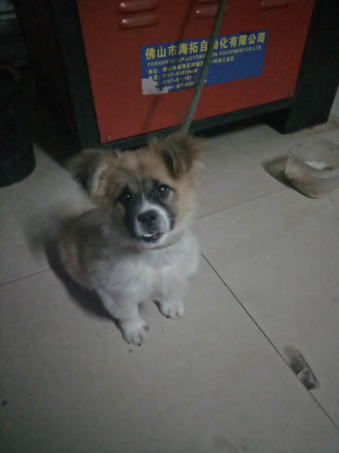 厦门钟宅站附近走失白色犬犬寻找启事
