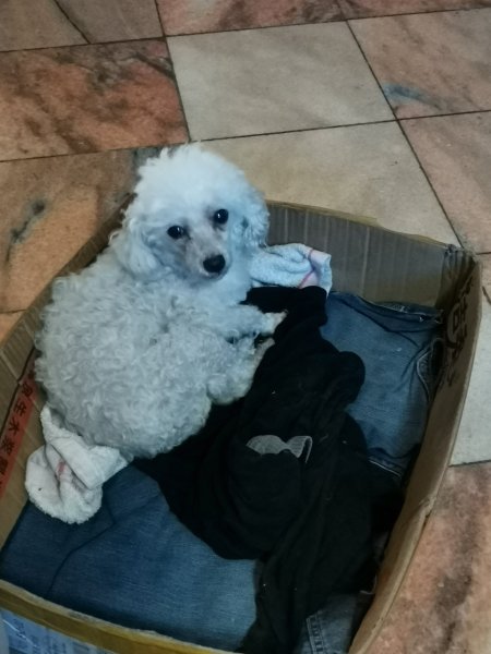 5月28日贵宾犬小白走失 寻狗启事