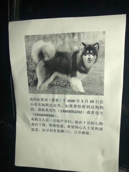 广州花都区敦敦寻狗启事