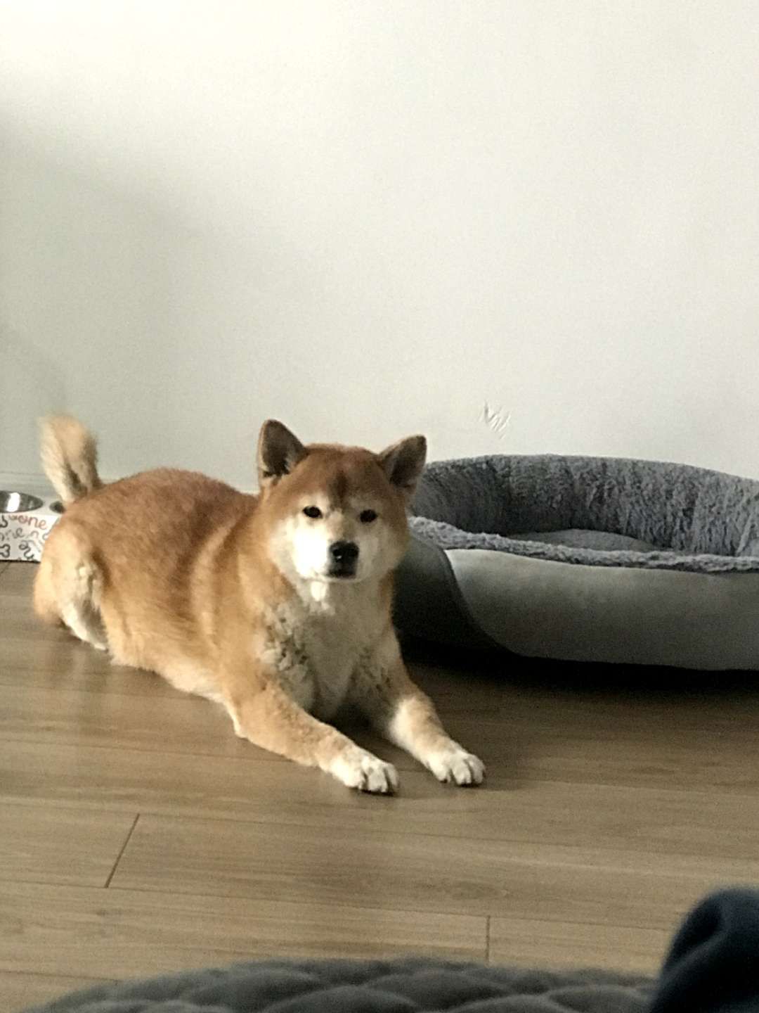 西安柴犬小白走失求助！重酬