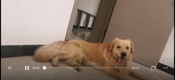 山西运城寻找金毛犬旺财，有重酬！