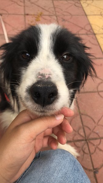 6月3日昆明盘龙区边牧狗狗走失寻主