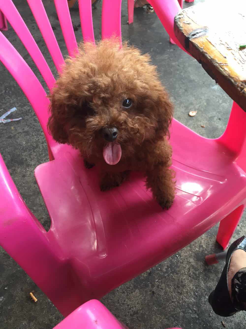 海口白沙门公园寻找丢失的棕色泰迪犬