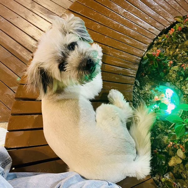 商丘寻狗启事，南京路豫苑路附近拾得一只狗，请速来认领