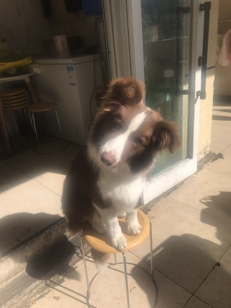 乌鲁木齐寻爱犬寻狗边牧 棕白色公边牧棕棕走失寻回