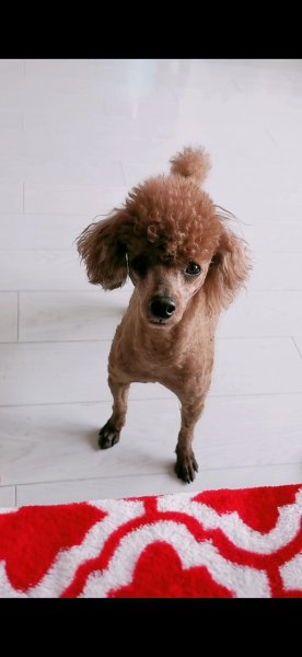 沈阳医学院附近捡到一只贵宾犬