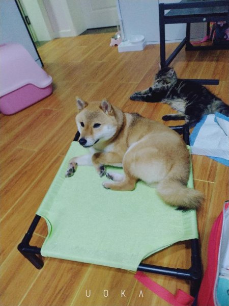 上海共康七村寻狗启事