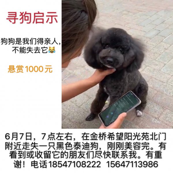 寻找黑色泰迪，后脚都是白色