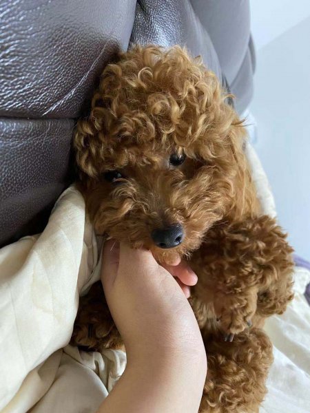 长沙失踪泰迪狗狗香香寻狗启事