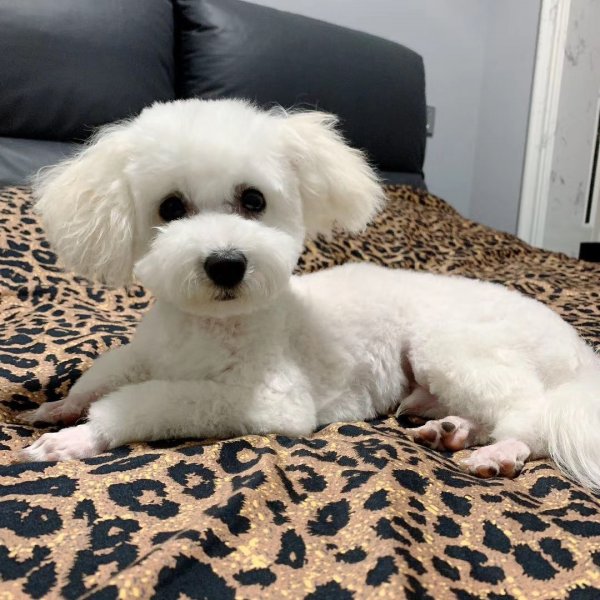 寻找比熊犬豆包丢失失主