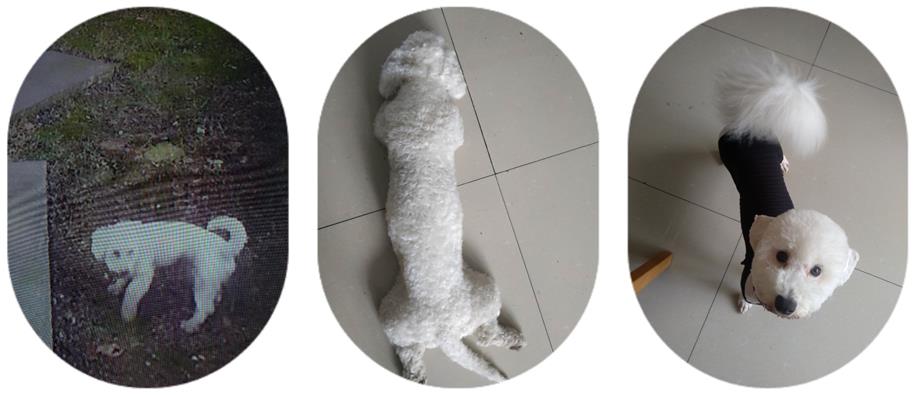 上海浦东新区白色贵宾犬球球走失寻找启事