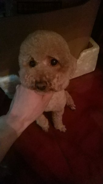 常州寻狗启事：泰迪乐乐走丢，请留意！