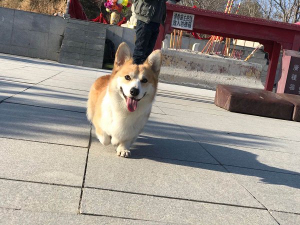 急！哈尔滨依兰寻公柯基，一岁半短腿黄白色毛