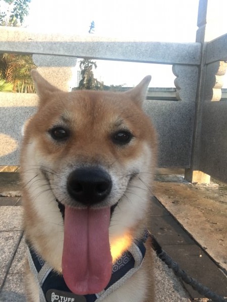 海南海口宠物寻找：黄色柴犬萨博走失
