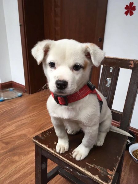南通寻狗启事：急寻中华田园犬小白