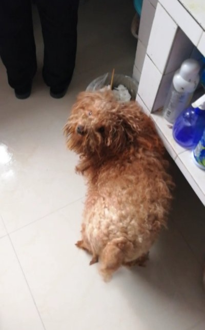 贵阳寻狗启事：泰迪犬小欢欢走失在南明小学门口，希望好心人帮忙寻找