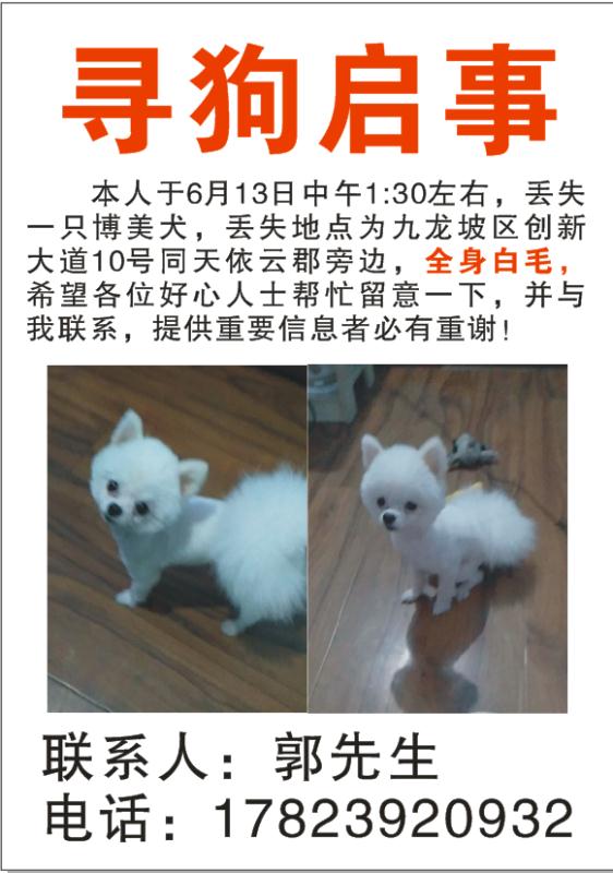 重庆九龙坡区博美寻狗启事：跳跳我好想你