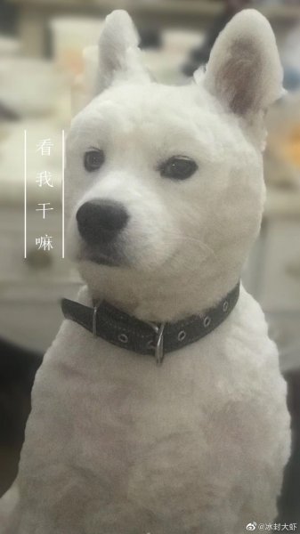 昆明寻宠：萨摩耶小白走失！重金寻狗！