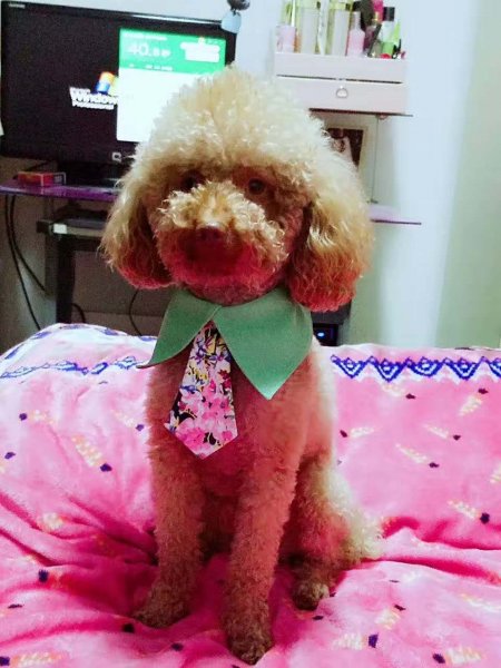 北京急寻泰迪犬球球，6月16日失踪，请帮忙寻找