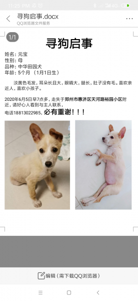 郑州惠济区裕园小区走失中华田园犬元宝寻狗启事