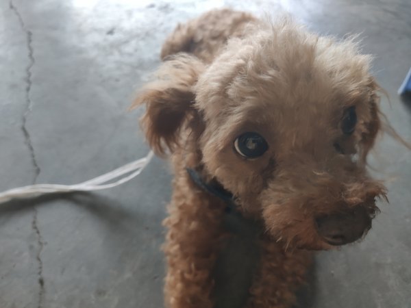 佛山南海区贵宾犬走失寻主 找到小白的主人