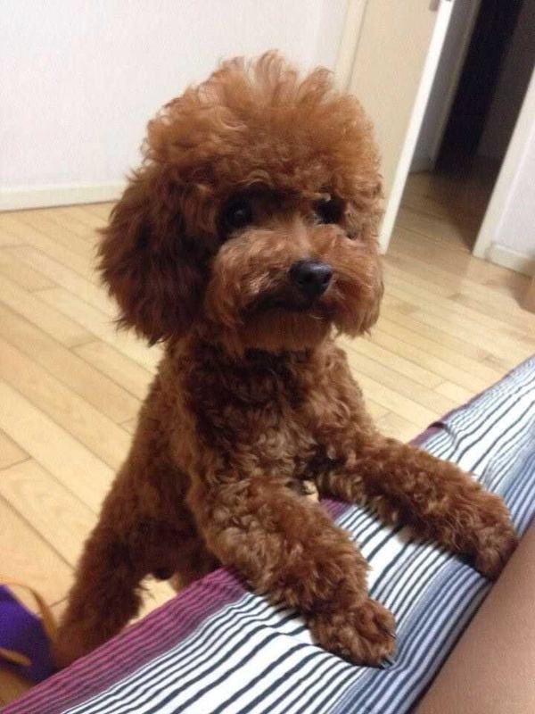 南昌寻狗启事：寻三眼井丢失微小红棕泰迪犬