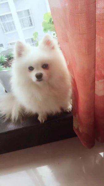 纯白色博美：寻狗启事