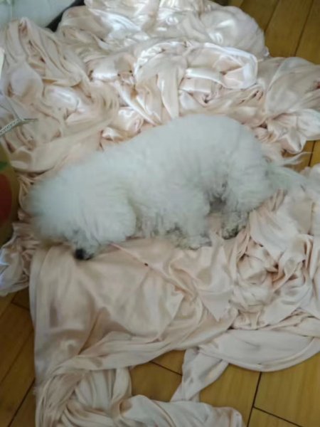 【寻狗启事】大连火车站附近白色比熊犬小白走失！