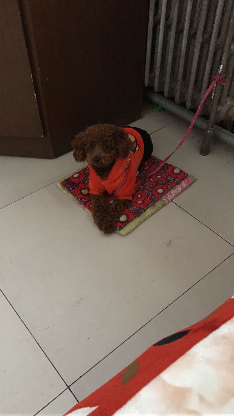 石家庄桥西区东安小区泰迪狗小白走失启事