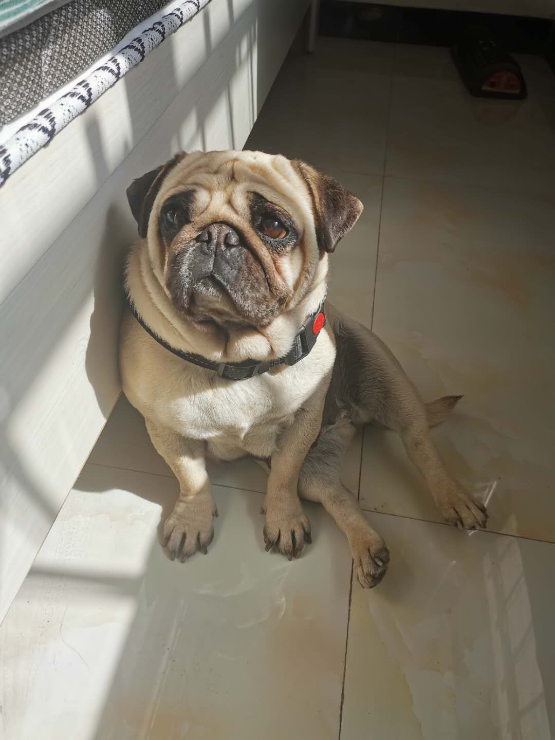 新乡寻巴哥犬小咪，有线索请速与李女士联系
