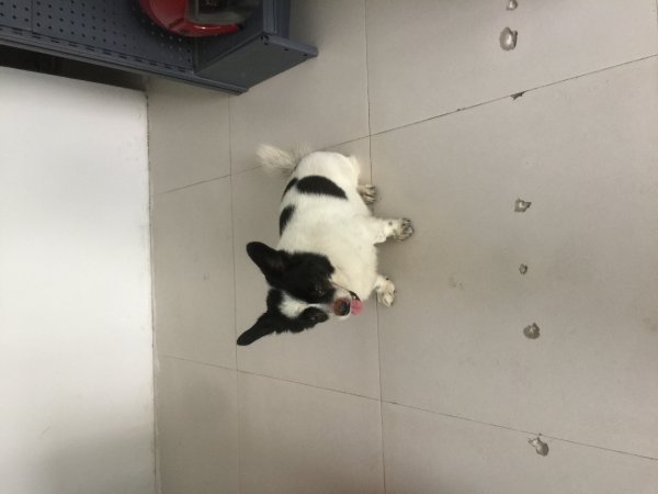 寻找我的大宝