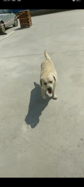 贵阳拉布拉多犬旺财走失寻狗启事
