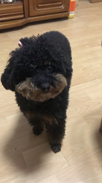 寻找黑棕色贵宾犬