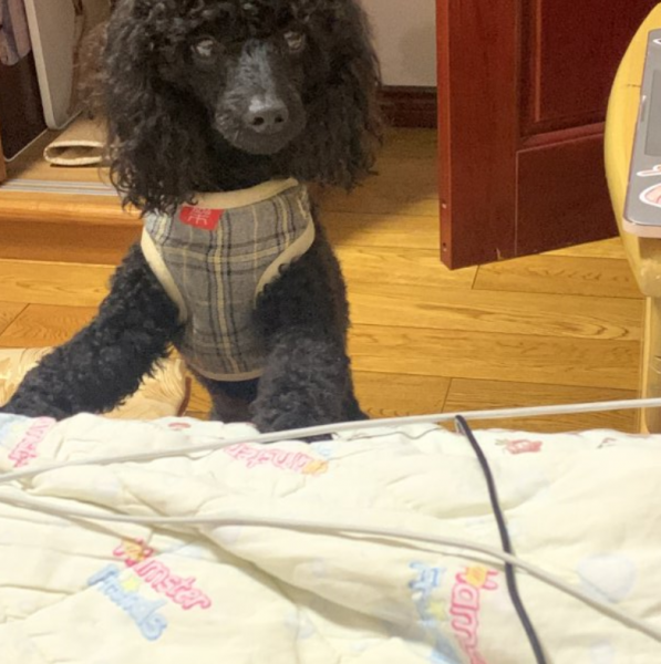 江苏徐州寻贵宾犬小黑，希望好心人帮忙寻找