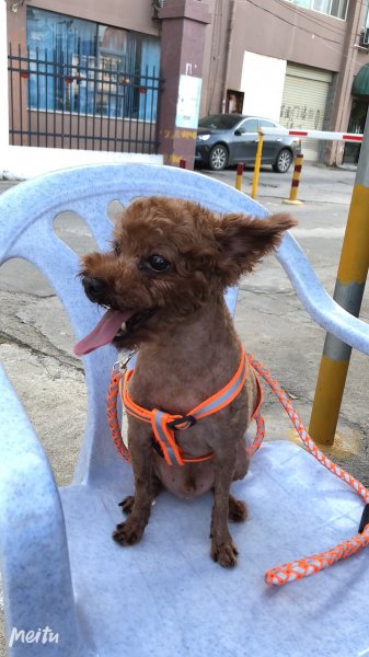 成都寻狗启事：贵宾犬小贵走失求助