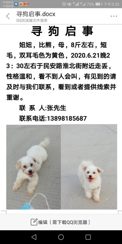 寻找白色比熊妞妞
