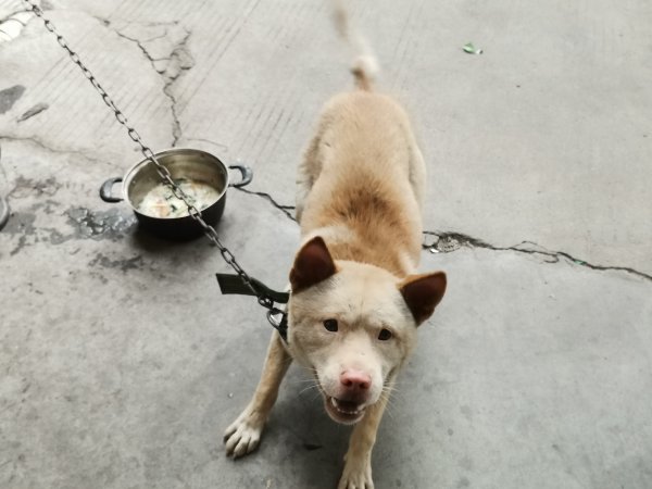 苏州寻狗启事：小白走失求助