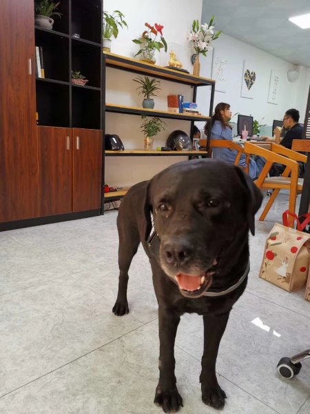 深圳寻爱狗拉布拉多欢欢走失启事
