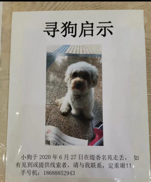 深圳寻狗启示：杏色泰迪珊珊走失！