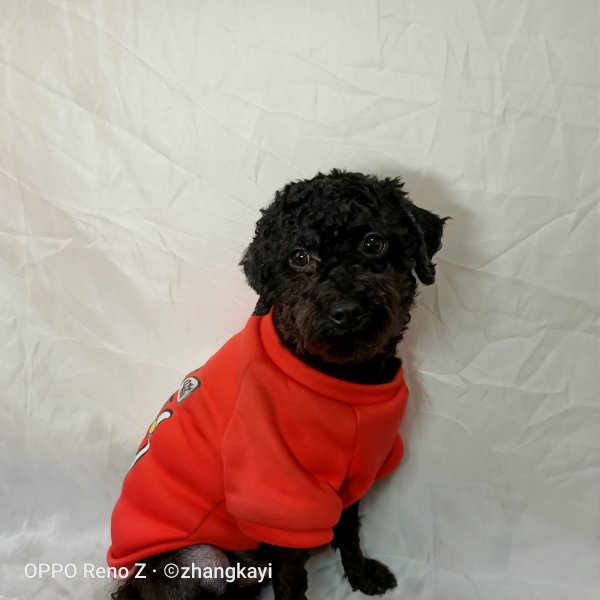 郑州寻找黑色贵宾犬小黑的犬主人