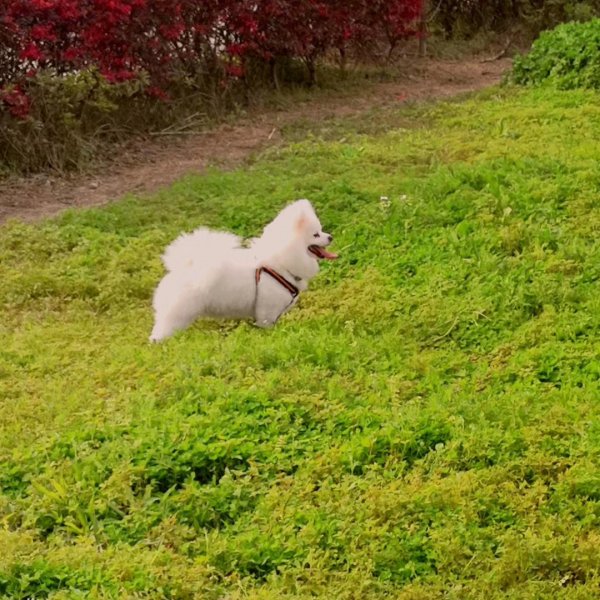 广厦天都城重金寻宠：博美小福寻回启事