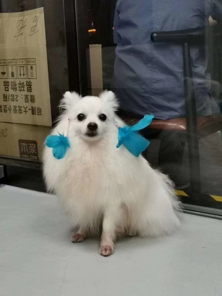 广州番禺区寻狗启事，寻找博美犬小白