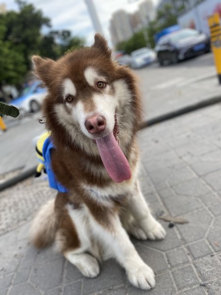 上海金山朱泾镇寻找阿拉斯加犬天天的启示
