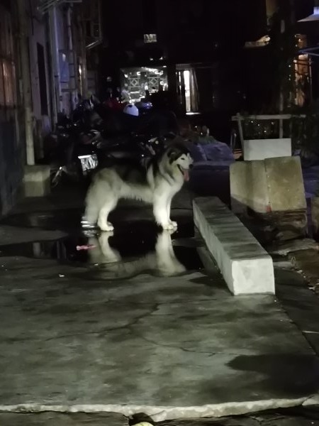 武汉东湖梨园捡到阿拉斯加狗狗 雪在找寻她的家庭